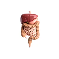 Sistema digerente, asse intestino-cervello